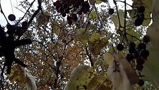 hey babe our steamy autumn hut fuck turns into wild lesbian pussy play and orgasms