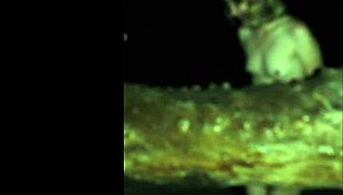 Lana rey bares all outdoors. Choke gag deepthroat public fuck?