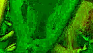 i watch hot latina wife get fucked by single on video call with cuckold fans