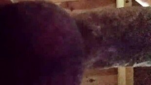 Curvy homemade latina mature teases with fat ass close up begging for more