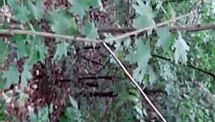 We fuck deep in forest so no one knows our lesbian secret
