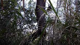 Risky public masturbation in garden and street